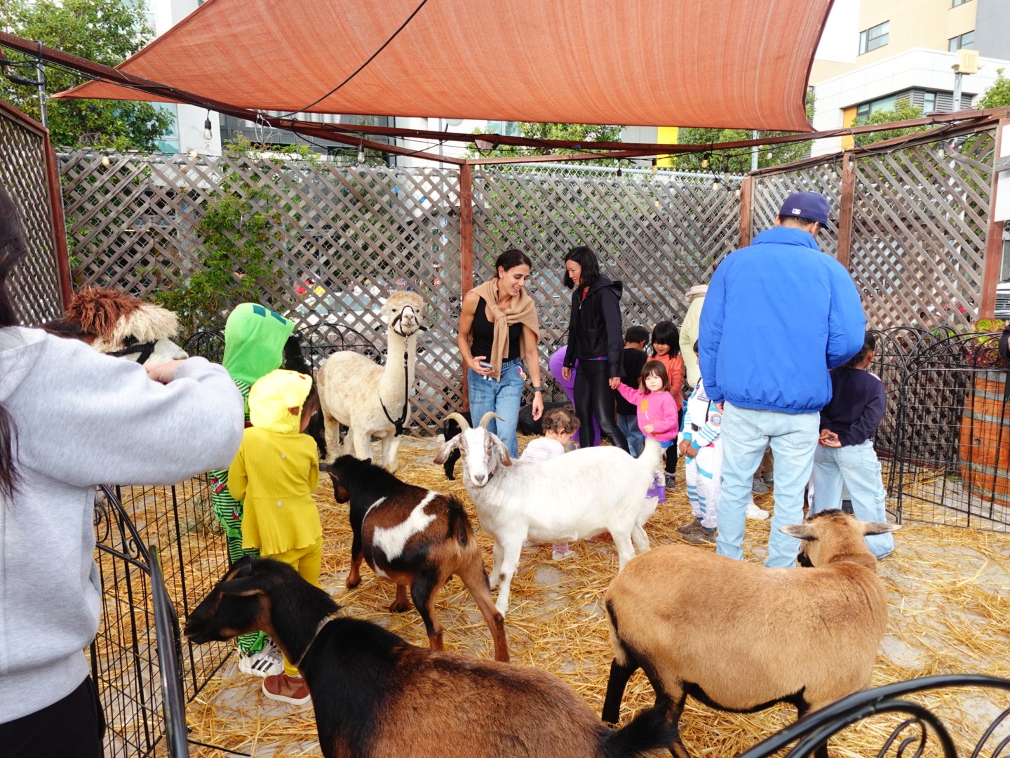 Children and adults interacting with goats in a fenced area.