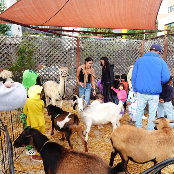 Children and adults interacting with goats in a fenced area.